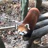 大內密探零零發頭像