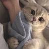 劉、頭像