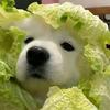 小蔣的心誤入頭像