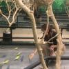 封心頭像