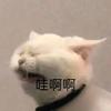 潔寶頭像