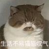 北川球頭像