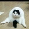特拉斯趙四頭像