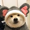 張嚕嚕頭像