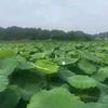 橘子花香頭像