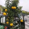 天姥哥(手機攝影)頭像