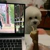 阿成吶頭像