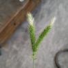 語過添情頭像