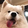 糖科夫斯基頭像