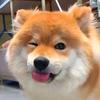 狗狗教第九大隊隊長頭像