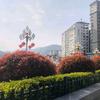 綠樹葉頭像