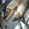 愛釣魚頭像