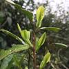 玩茶頭像