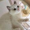 小蓋子頭像