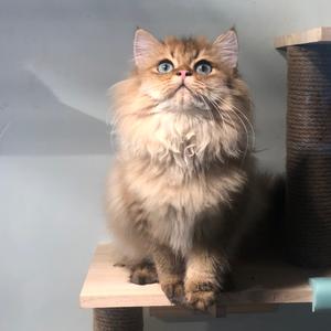 上海吉猫宠物用品