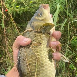 荣飞户外-独爱钓鱼