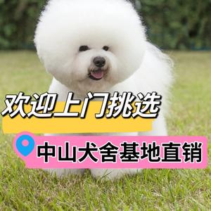 🌿中山实体店心友宠物犬舍/狗场