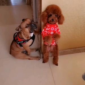 刘元宝👉宠物用品