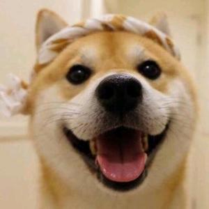唐县曲阳望都定州周边狗场犬舍父母可见。