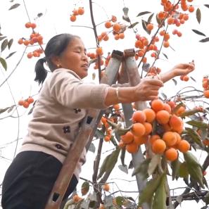 乡村萍婶