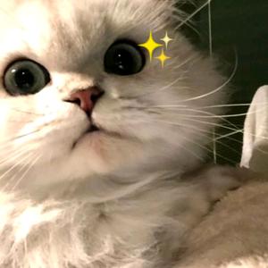 猫猫鉴赏游戏🐱