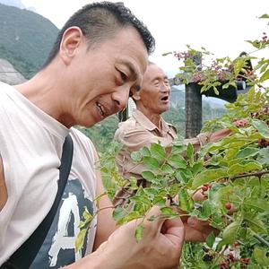 山村福星(驻村干部）