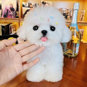 尊宠天下宠物俱乐部