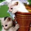 疯狂小猫的爱
