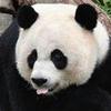 兵锋所指冰封