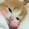 可爱又迷人