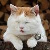 猩球崛起哈哈
