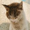 黄色大尾巴猫