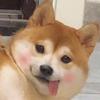 小柴表情