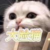大脸猫呼噜