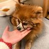 爆爆乖仔🐶