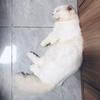 小米智能