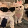 一家宠物店（猫咖）