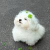 小森追文