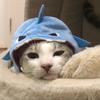养猫看刘磊🐱