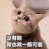 叽里呱啦陈