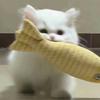 猫猫大王！