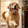小武护犬（接领养，弃养发布）