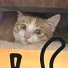 油汁肖猫