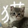 小灰灰是只猫