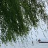 春风杨柳