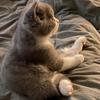 猫猫爱吃鱼🐟