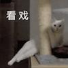 老大猫床上挠肚