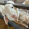 咩咩🐑
