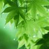 绿叶