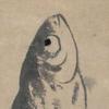 小鱼爱冲浪